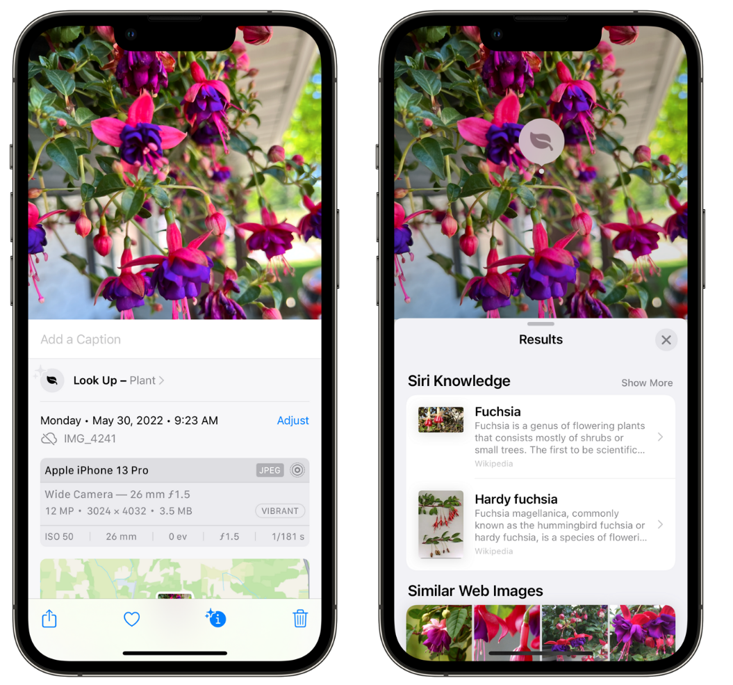 白茅湖农场苹果手机维修分享小技巧：使用 iPhone 相机识别花卉植物 
